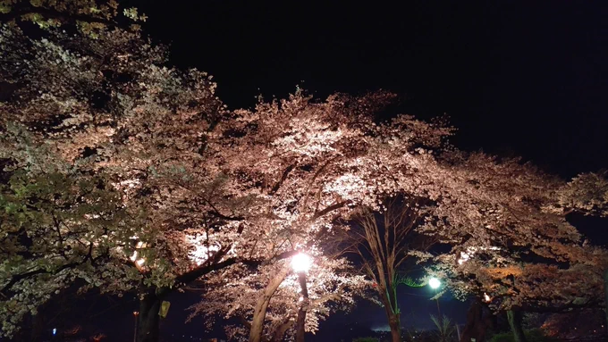 今年の桜も目が離せない 