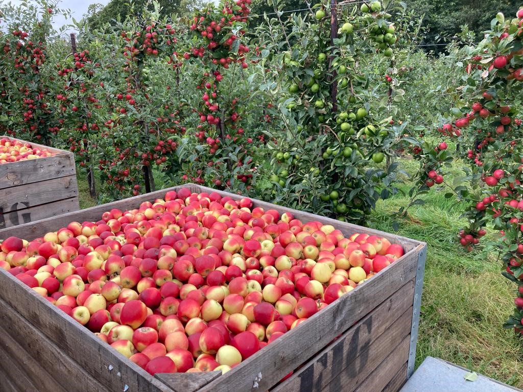 WorldwideFruit1's tweet photo. Who doesn't love our great British apples, like these delicious-looking Rockit from Figgis, one of our brilliant suppliers.

#british #ukgrown #ukproduce #homegrown #britishproduce #farm #orchards #britishfarm #freshproduce #produceindustry #apples #bestofbritish https://t.co/DwWeO55bWn
