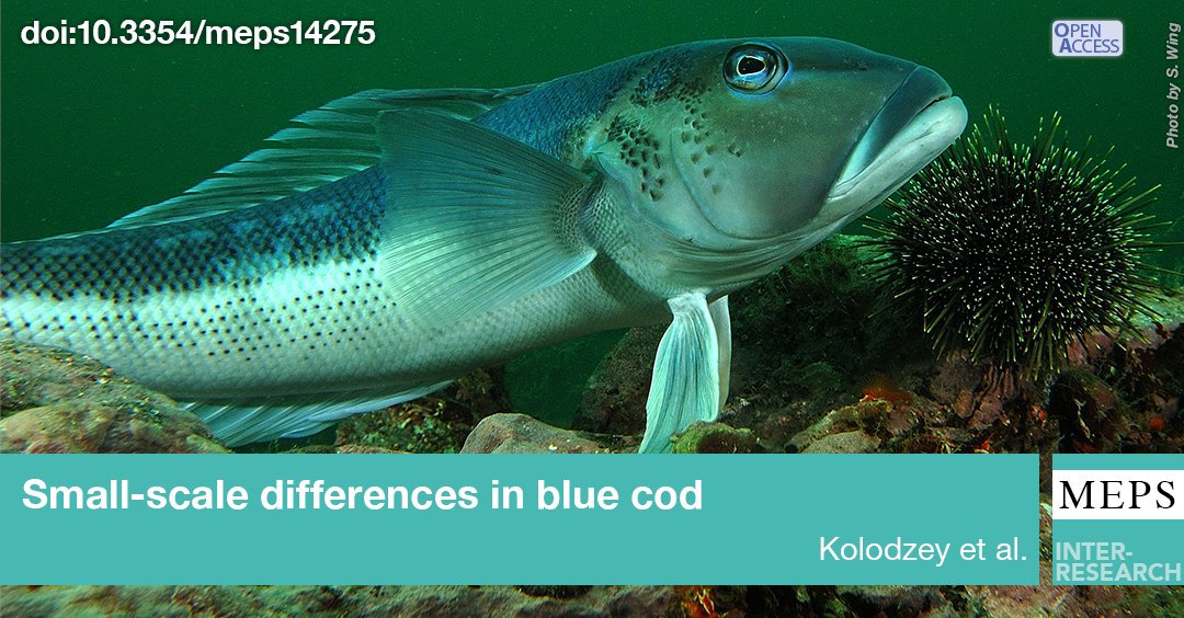 MEPS_IR's tweet photo. Length distribution, growth and isotopic niche vary between populations of #BlueCod inhabiting degraded or undisturbed habitats in New Zealand
https://t.co/t55CIQ4XUr https://t.co/BO0BRmVd2E
