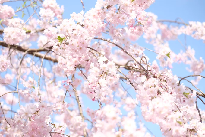 桜の満開の時期を逃してしまったので、昔撮った写真を上げて撮った気になる 