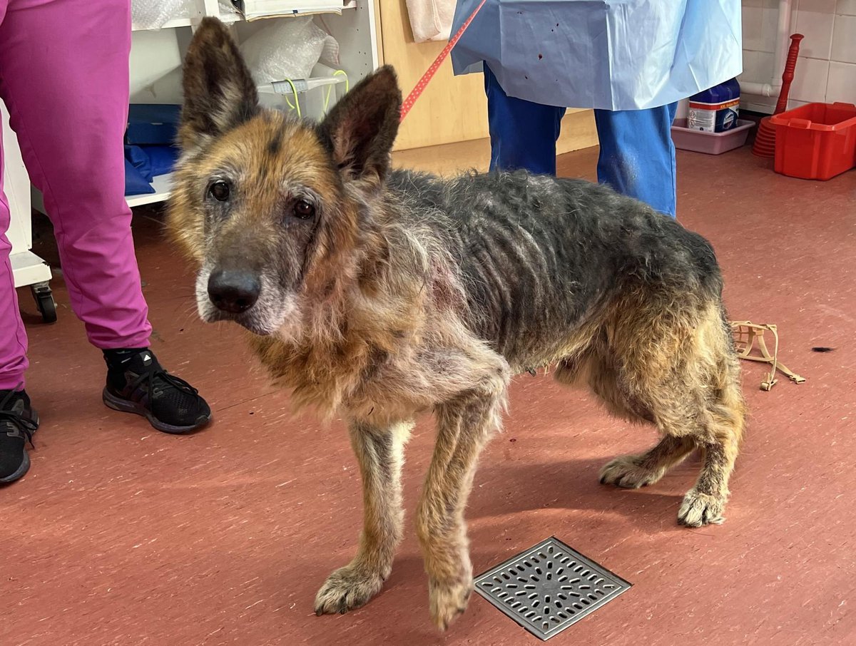 He stayed in his bed for 2 whole days and slept 💔

Last week this old poor was found as a stray, exhausted and starving. He was underweight, his coat was in very poor condition with bald patches and his skin was dry and sore with alopecia. #animalneglect #AnimalWelfare
