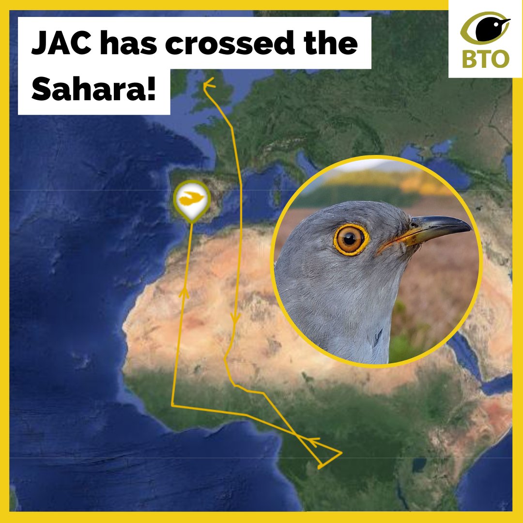 BTO (@_BTO) on Twitter photo 2023-03-29 11:59:48 π #BTOCuckoos update: JAC is the first Cuckoo to cross the Sahara this year! πΊοΈ JAC has flown 3,047km (1,893 miles) north since our last update, taking him from south eastern Guinea over the Sahara and the Strait of Gibraltar into southern Spain. π bto.org/cuckoos π #BTOCuckoos update: JAC is the first Cuckoo to cross the Sahara this year! πΊοΈ JAC has flown 3,047km (1,893 miles) north since our last update, taking him from south eastern Guinea over the Sahara and the Strait of Gibraltar into southern Spain. π bto.org/cuckoos