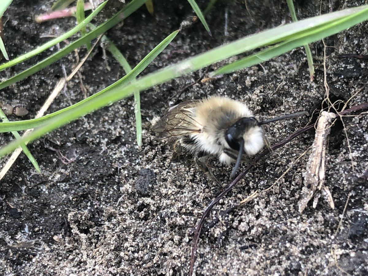 Heerlijk die eerste voorjaarsbloeiers. Meteen volop actieve (zand)bijen!