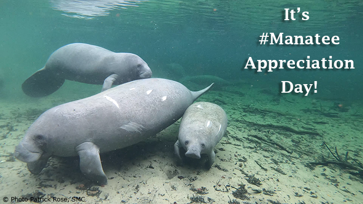 Save the Manatee tweet media