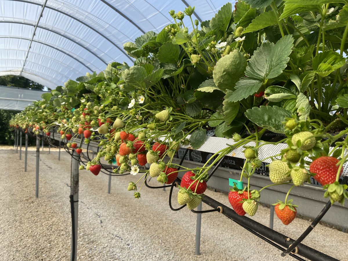 LIAT is partner in Agri-OpenCore to deliver an accelerated programme of robotic crop harvesting for horticulture through funding from the DEFRAs’ Farming Innovation Programme . To read more about this new project, please use the link below - news.lincoln.ac.uk/2023/03/29/pro…