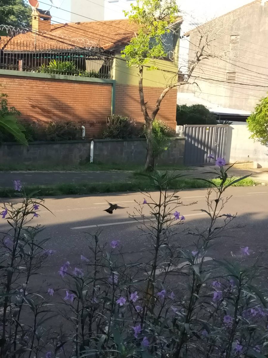 今朝みた、 #ハチドリ
#colibri
