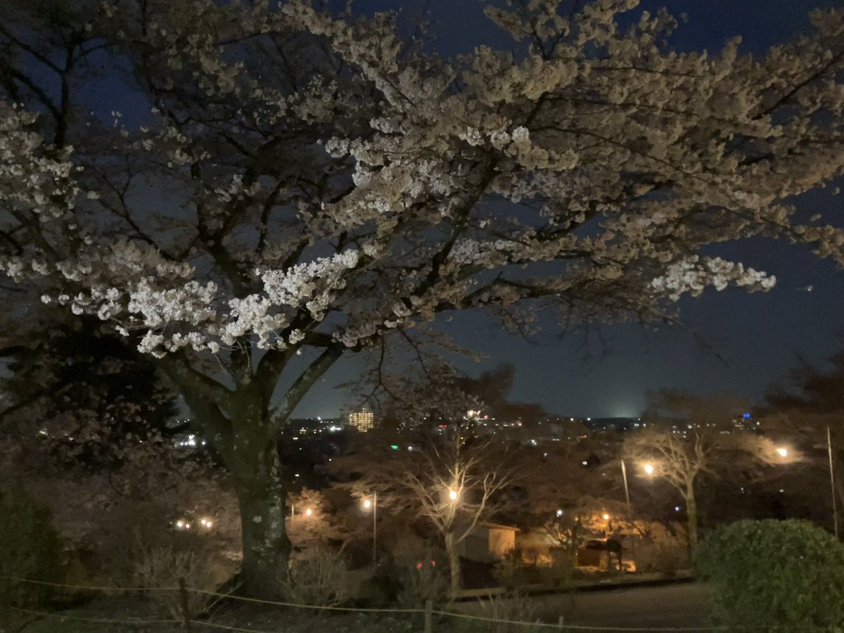 ken0102s's tweet photo. 夜桜
本当に久々
春を感じるだけじゃなく、新たな始まりを感じさせてくれる
#桜
#夜桜
#桜並木
#春
#新たな始まり https://t.co/mjXNDcACwj