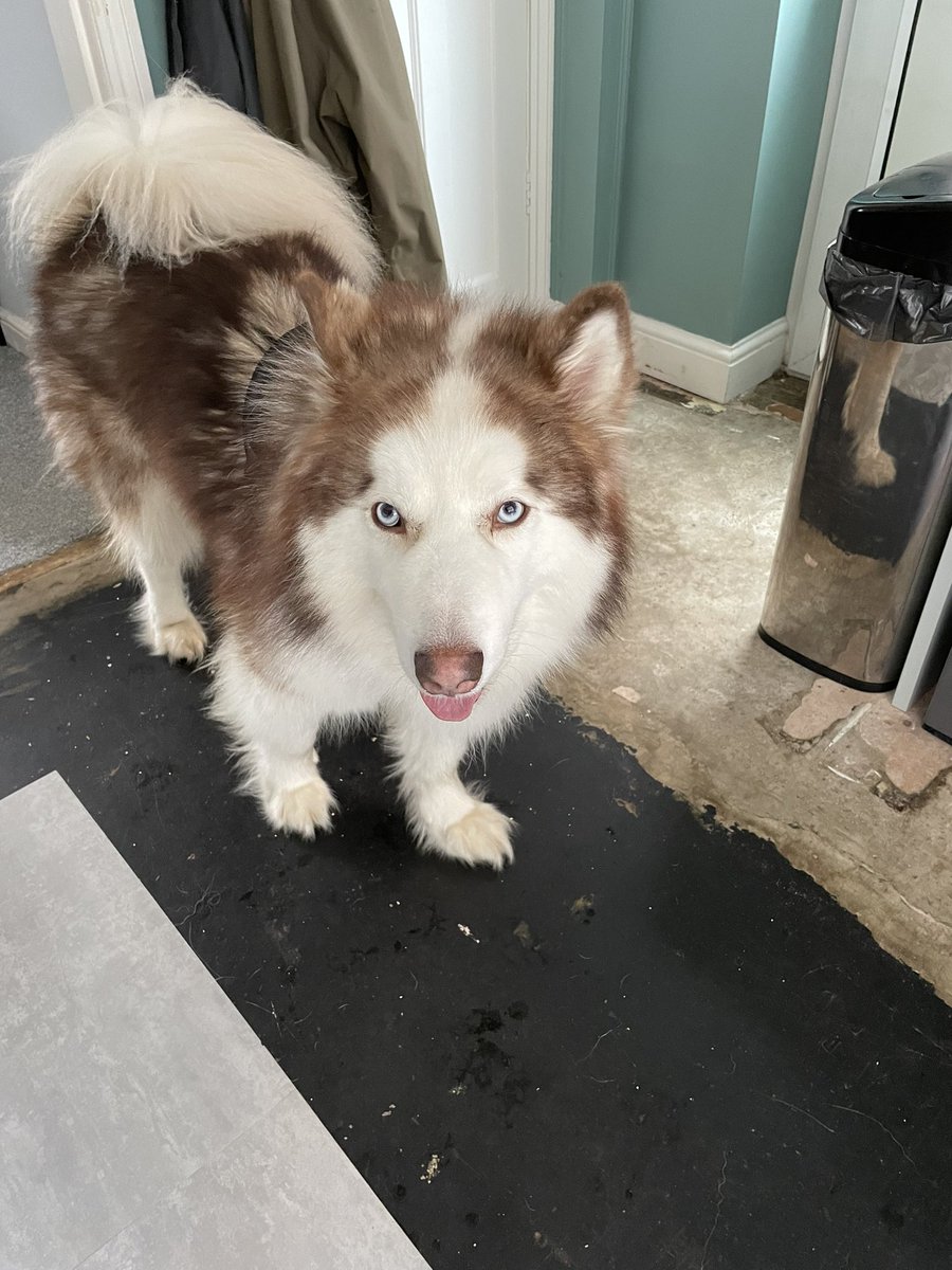 LisaOrme9's tweet photo. Lovely walk with this handsome fellow 🐾 https://t.co/0dGn7h1aOi