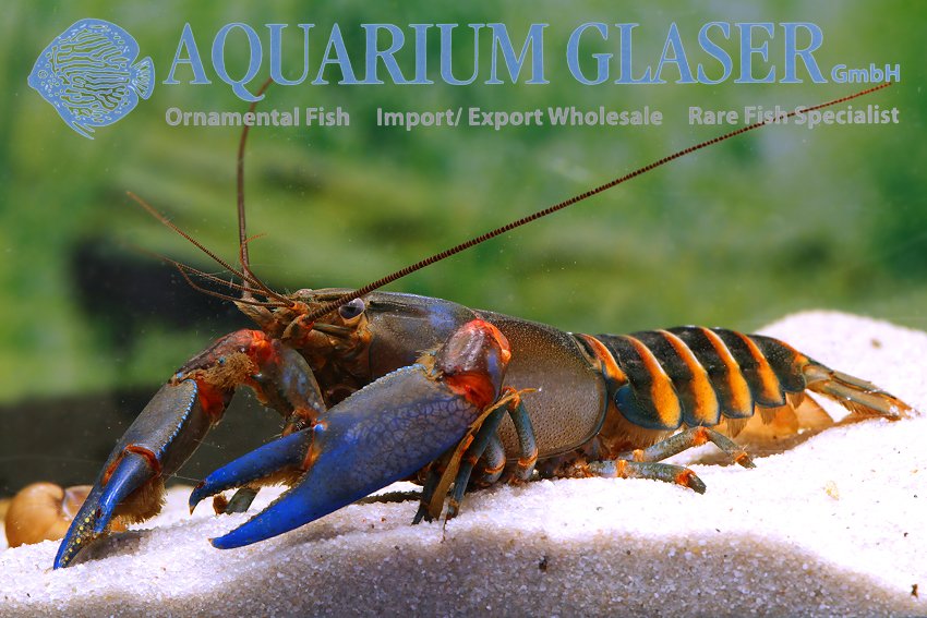 aquariumglaser's tweet photo. #Cherax #peknyi #Super #Blue
find more details and pics @ https://t.co/kgExUnuDLM https://t.co/ApNlqQyuDn