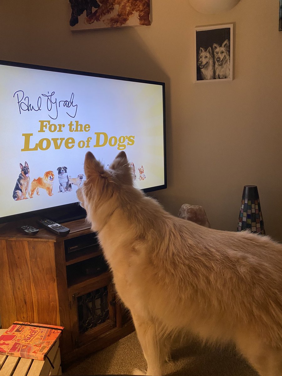 baylis_helen's tweet photo. #realpogdogs #pogdogs #PaulOGrady RIP Paul… You were an Ambassador for the love of animals and our dog will miss your show so much https://t.co/4oqrkkpDE5