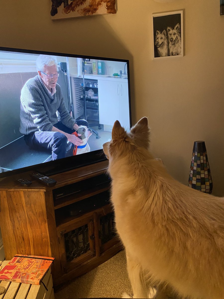 baylis_helen's tweet photo. #realpogdogs #pogdogs #PaulOGrady RIP Paul… You were an Ambassador for the love of animals and our dog will miss your show so much https://t.co/4oqrkkpDE5