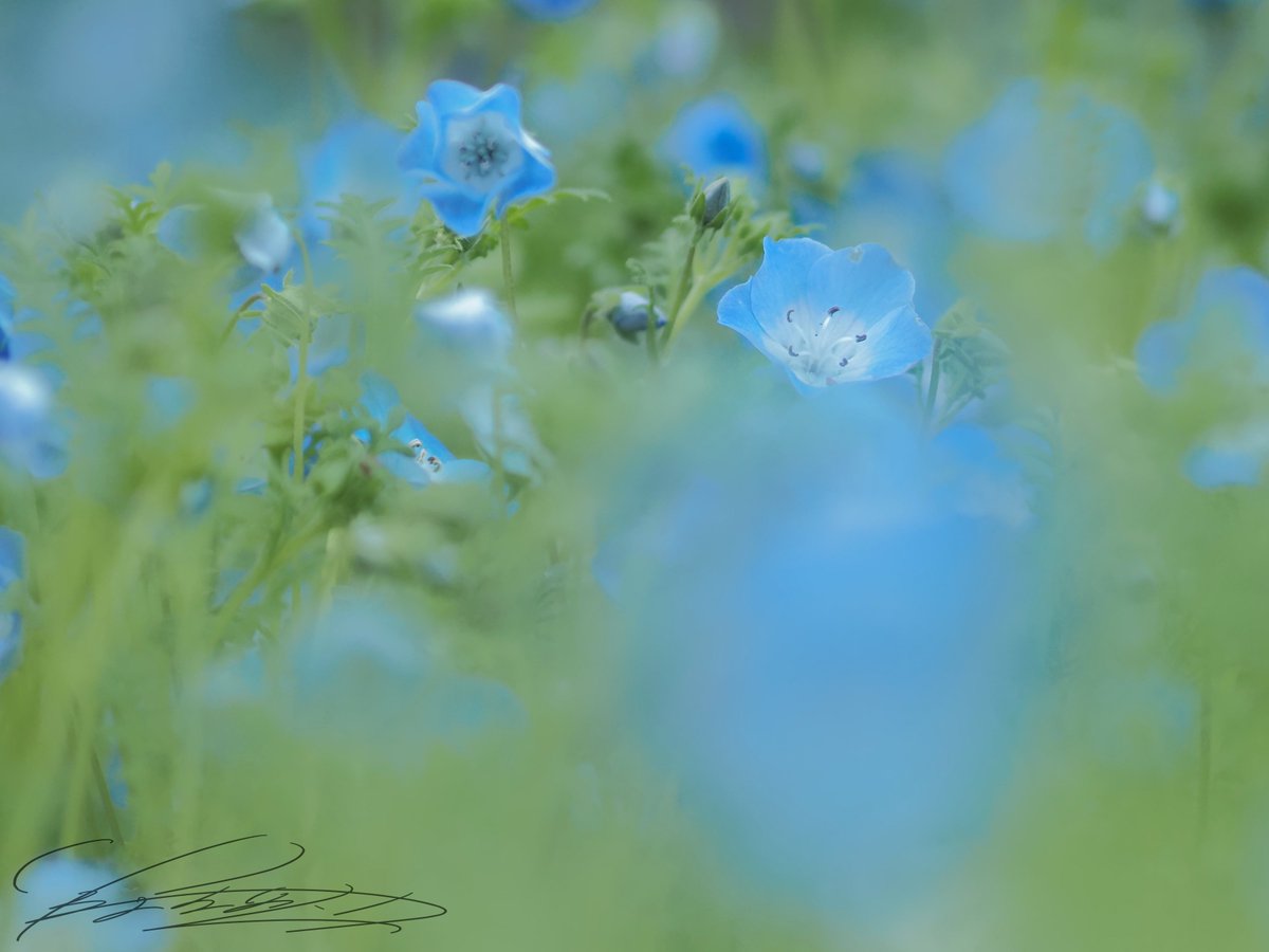 oyaji_vaper's tweet photo. OM-D E-M1X
M.ZUIKO DIGITAL ED 75mm F1.8
#ネモフィラ #om風景写真 #om写真投稿 #花 #春 #月 #photography #nemophila #flower #spling #moon #tokyo #japan https://t.co/x4IXliWlYH