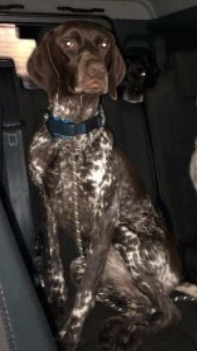 🐕🐕 TEDDIE &amp; TIMBER #MISSING 
They escaped their garden in Muirhead, Freuchie #Fife #KY15 27 March 2023. Has anyone seen them? They are both chipped. 
TIMBER is a male lab cross, TEDDIE is a female GSP. doglost.co.uk/dog-blog.php?d…
doglost.co.uk/dog-blog.php?d…