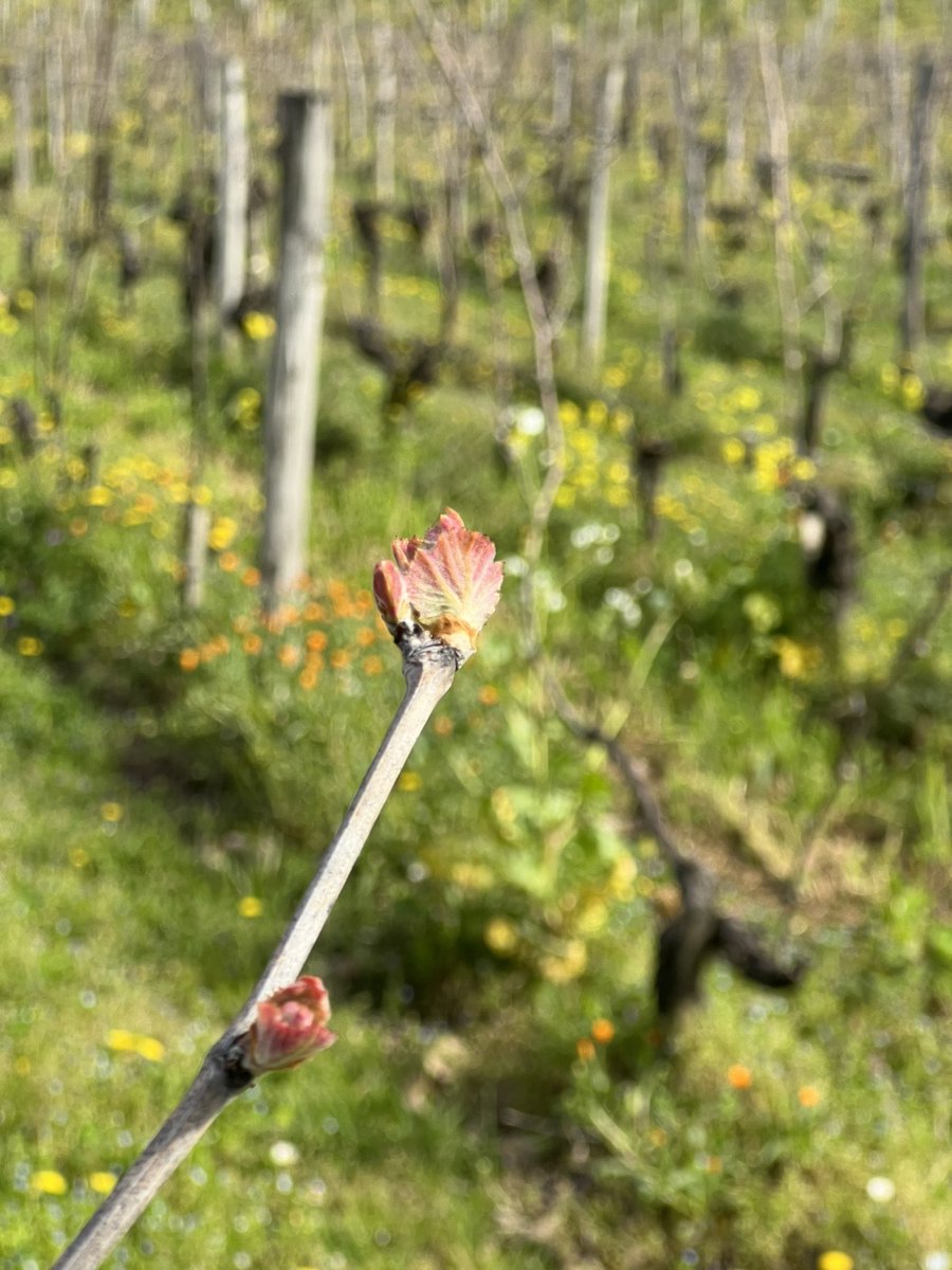 janeansonwine's tweet photo. Bud break fully underway in St Emilion… https://t.co/3DhwswKkNm