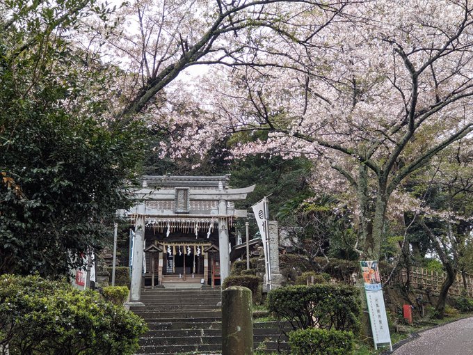 3月28日衣笠山公園満開あいにく曇で残念#はいふり #衣笠山公園 