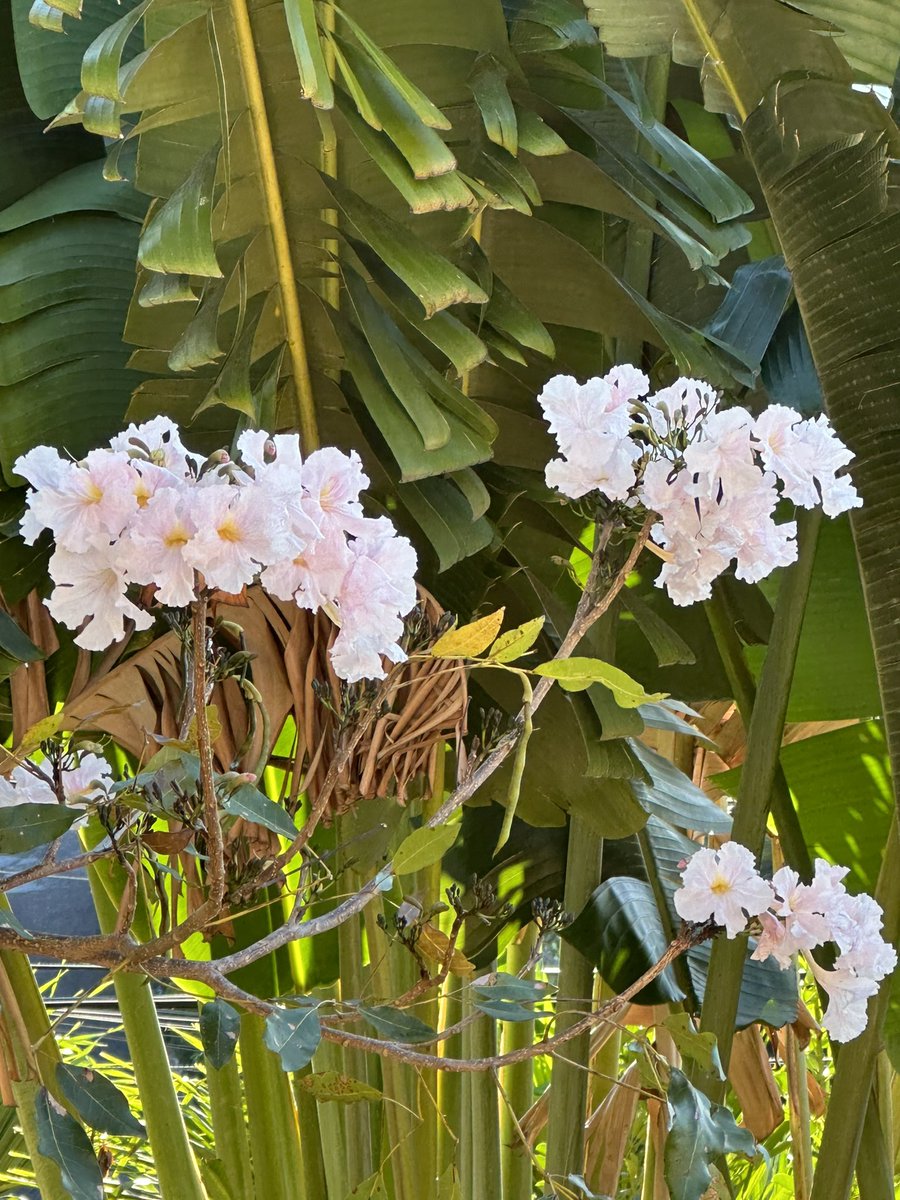 Trisha K Williams-Singh tweet media