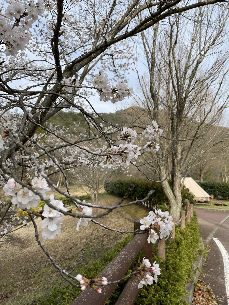 j_camp_o's tweet photo. 今年も行けました！

#花見キャンプ https://t.co/0KuHhXq4IQ