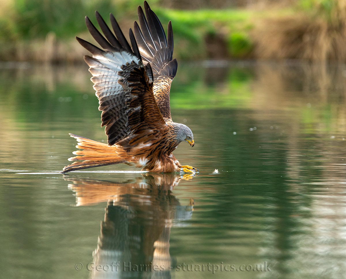 stuartpics's tweet photo. Red kite fishing images taken at Horn Mill last Monday. Lovely colours on this bird beautiful to see in action. @GwashOspreys @WildlifeMag @BBCSpringwatch #wildlife #birdphotography https://t.co/Z9p3AXh5wC