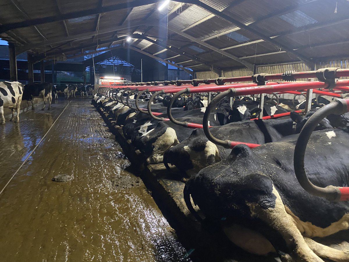 emkingston92's tweet photo. Cows looking happy this morning in their @EASYFIXOfficial cubicles 🐮 
@rossfourcows https://t.co/q60m0lLbOA