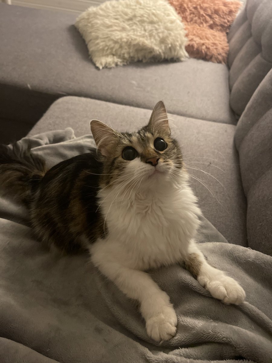 urgent 

mon chat Luna a disparu secteur rue du fort louis à Dunkerque, elle est sortie hier soir mais elle n’est pas rentrée, or elle n’a pas l’habitude de sortir hors du jardin 

merci de partager, je suis terrorisée à l’idée de la savoir en danger