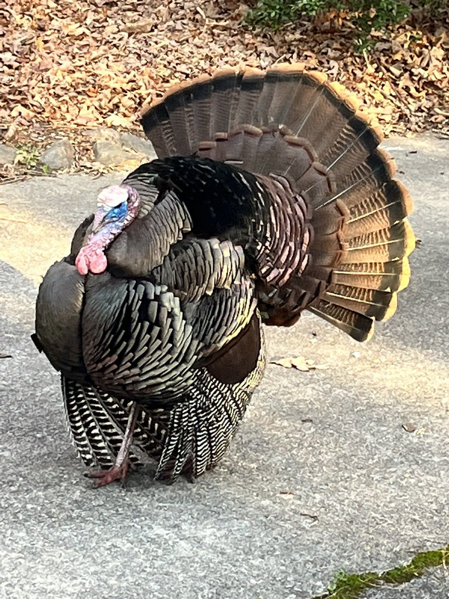 SoulplayClayNFT's tweet image. I think this dude was trying to seduce the bird lady this morning!!! ❤️😂😉🥰