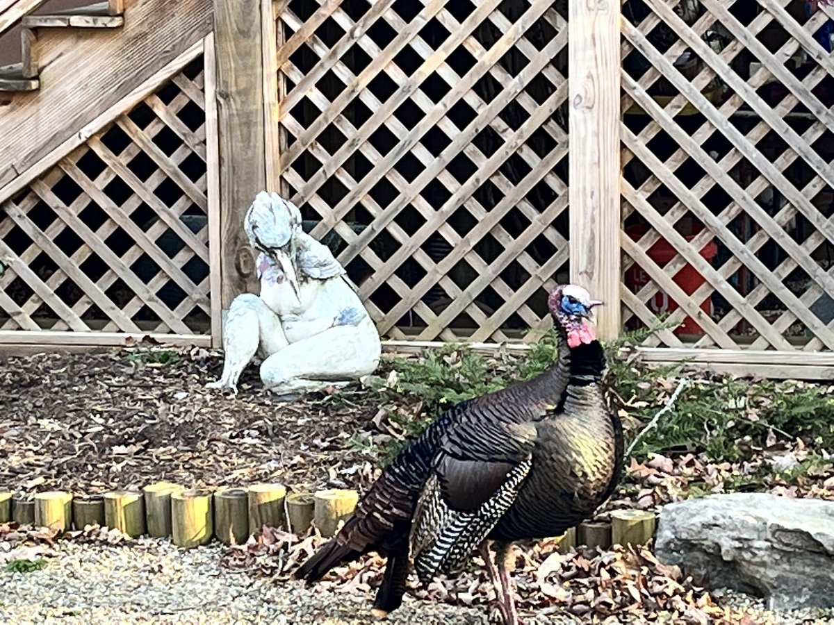 SoulplayClayNFT's tweet image. I think this dude was trying to seduce the bird lady this morning!!! ❤️😂😉🥰
