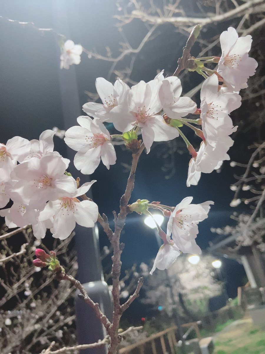 aimerEnvy's tweet photo. 今年も綺麗やったー！
見れて嬉しかったー( ¨̮ ) https://t.co/TOWj1Cgn1h