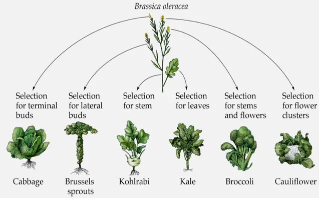 You may never have heard of the plant Brassica Oleracea, but six vegetables you can find in any grocery store and you eat on a regular basis are actually all from this one plant and they're all human made products of selective breeding [source, read more: buff.ly/3vPvLkp]