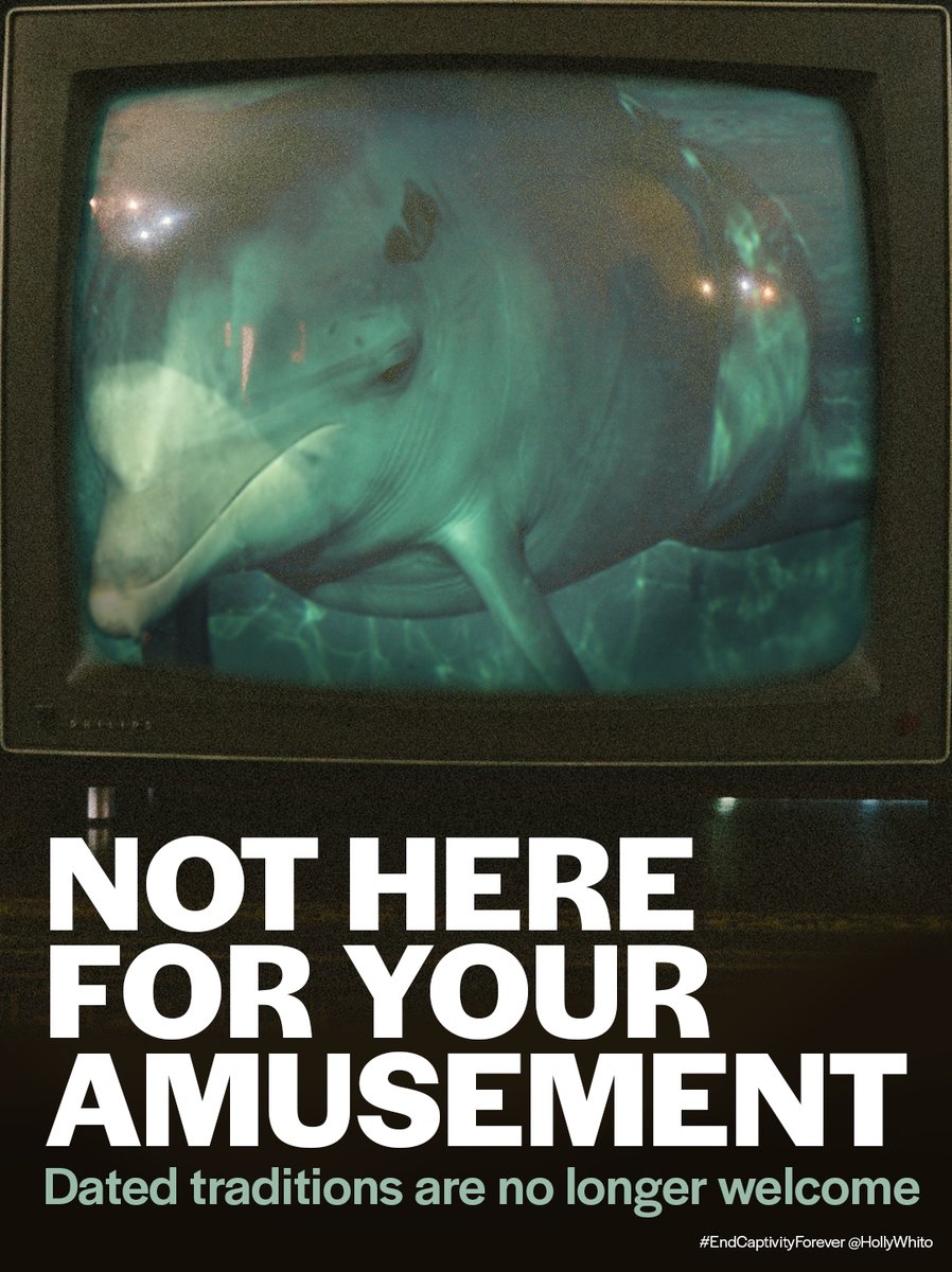 30 years since the last captive dolphin show in the UK & yet holiday makers still support this trade abroad.  They are not here for our entertainment. Dated traditions (& morals) are not welcome today [Poster for today's @OneMinuteBriefs for @whalesorg ]
 #EndCaptivityForever 🐳