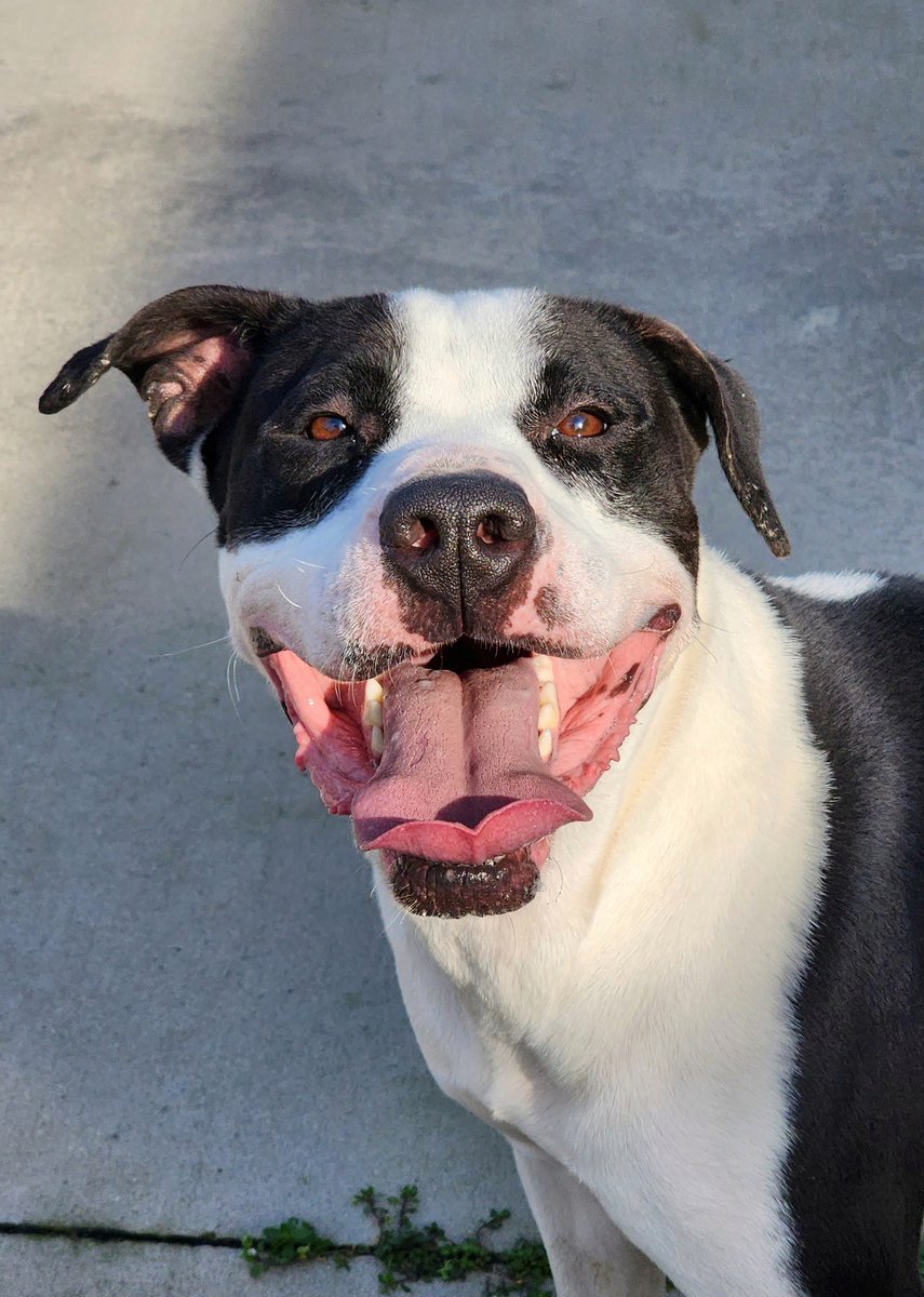 SPCAAlbrecht's tweet photo. Kharmine is a 2yr old big boy. If you need an affectionate &amp; playful dog, he is your guy. He'd require a meet &amp; greet for any other dogs in the home, kids are good with him, but cats are a no for this big guy. Adopt or foster him today &amp; give him a loving home. https://t.co/QbSAzIAQjq