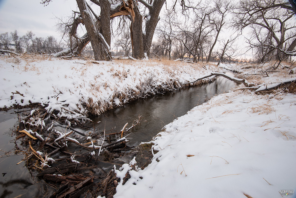 NEGameandParks's tweet photo. Also known as ecosystem engineers, beaver dams beneficially alter the surrounding environment more than any other mammal.

She Goes Outdoors Podcast discusses "Restoring Streams One Beaver at a Time".

🔊: https://t.co/Uy2efYY76X

📷: @NEBland_Haag https://t.co/Ipd4NLrnrs