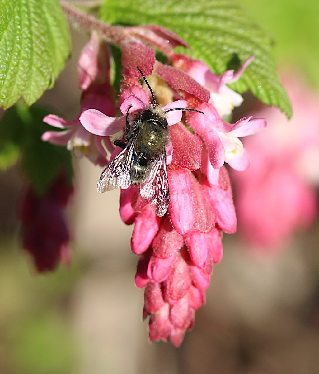 zucchinibeemama's tweet image. First blue orchard bee boy I've spotted this year!!! #yvr #rileyparkcommunitygarden
