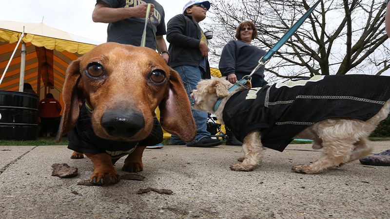 Purdue Today tweet media