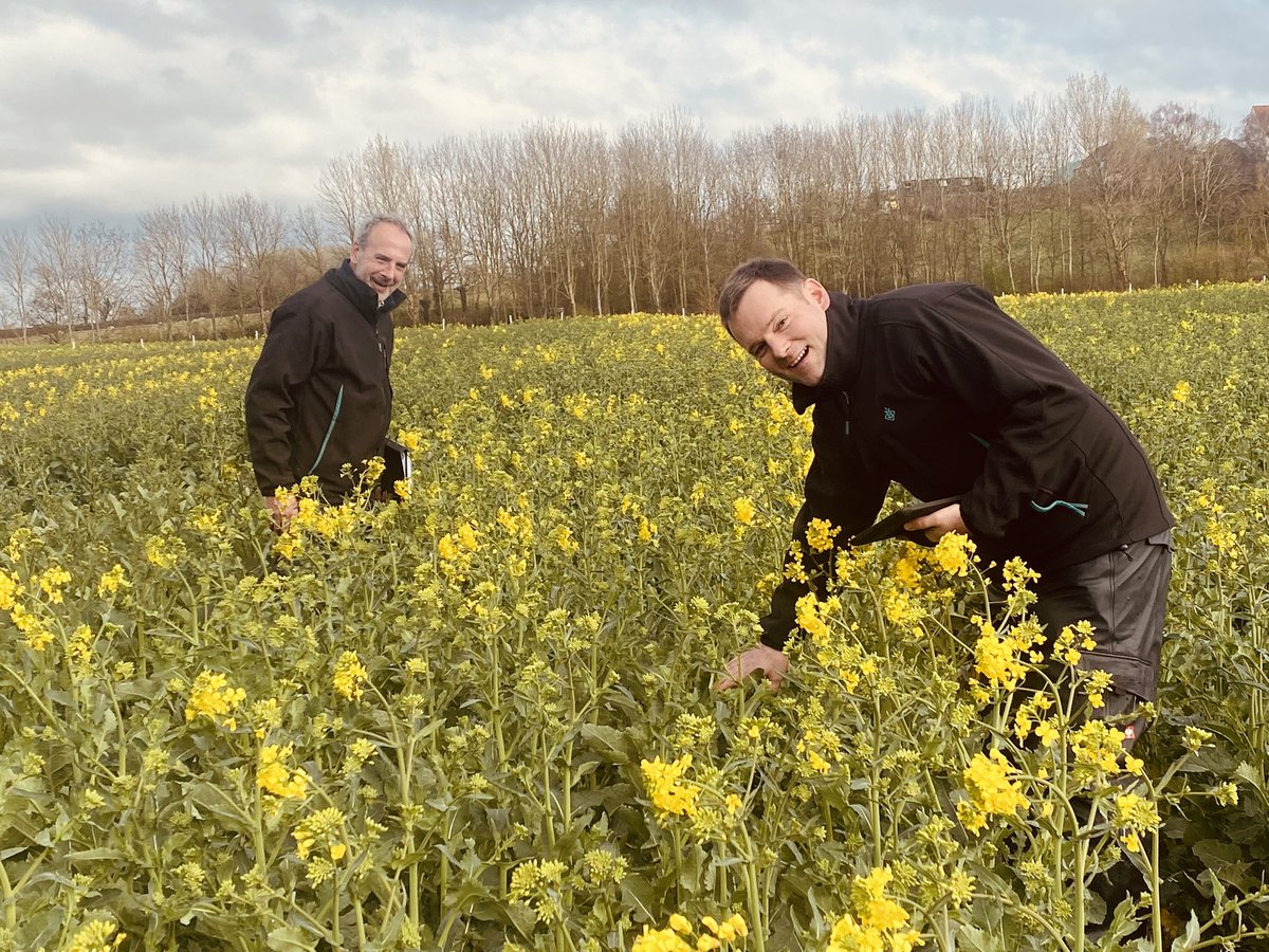 Our German Product Manager Simon Kroeger admiring our oilseed rape plots. 🌼