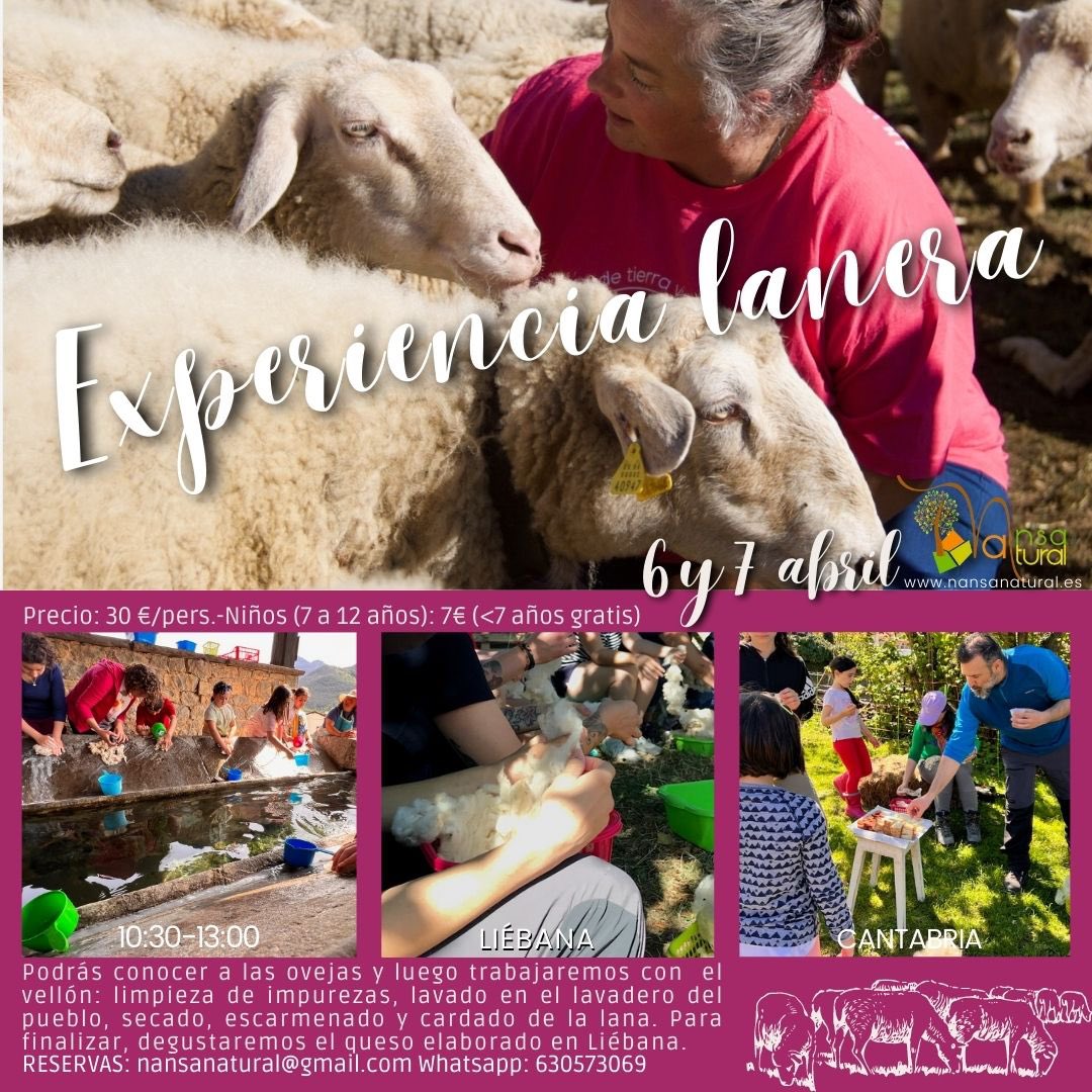 nansanatural's tweet photo. 🐑🐑 #ExperienciaLanera 
#SemanaSanta2023 

Podrás conocer a las 🐑más de cerca y aprender cómo es el trabajo de pastoreo.

Descubrir el proceso de preparación de la 🧶lana, la limpieza a mano de un vellón y los sabrosos 🧀 de oveja de  #Liébana 
#nansanaturalexperienciasunicas https://t.co/3aIoO8RMJw