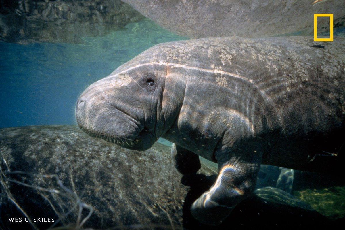 Happy #ManateeAppreciationDay! Enjoy this image from our archives of a West Indian manatee in Florida, USA