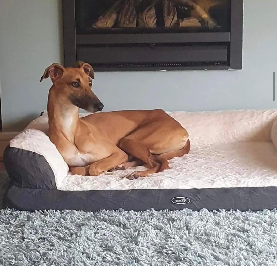 Emma is an 18 month old lurcher / whippet cross. She’s amazing with dogs & children & walks effortlessly on the lead. She’s housetrained & understands some commands. If you’re interested in rehoming Emma, contact Jenny: 0879602057. Emma is NOT suitable for rehoming with cats.