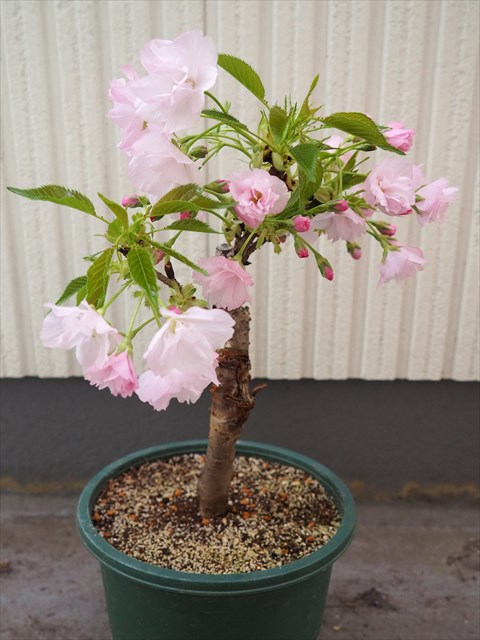 「パパさんと　桜を見に行って来たでしゅ
　キレキレだったですよ〜」byエンジェル
ママさんはお留守番だったので　ベランダの桜の盆栽で我慢🤣
#ヨーキー ＃ヨークシャーテリア
#甘えん坊天使の楽しいお花見