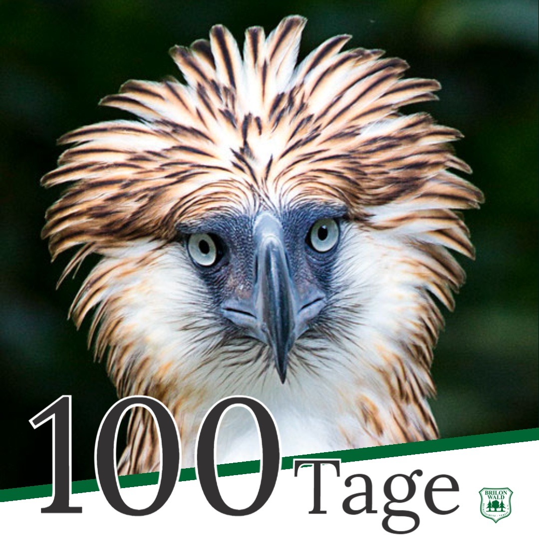 Huch! Und schon sind es nur noch 100 Tage bis zum Schützenfest. Ist es zu spät jetzt mit Sport anzufangen, um pünktlich wieder in die weiße Hose zu passen? #echtHSV 🇳🇫 #returnoftheeagle