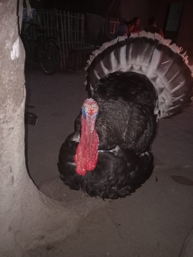 _yuvisharma's tweet photo. Peacock from another month 🤣 https://t.co/sblP0GbLrp