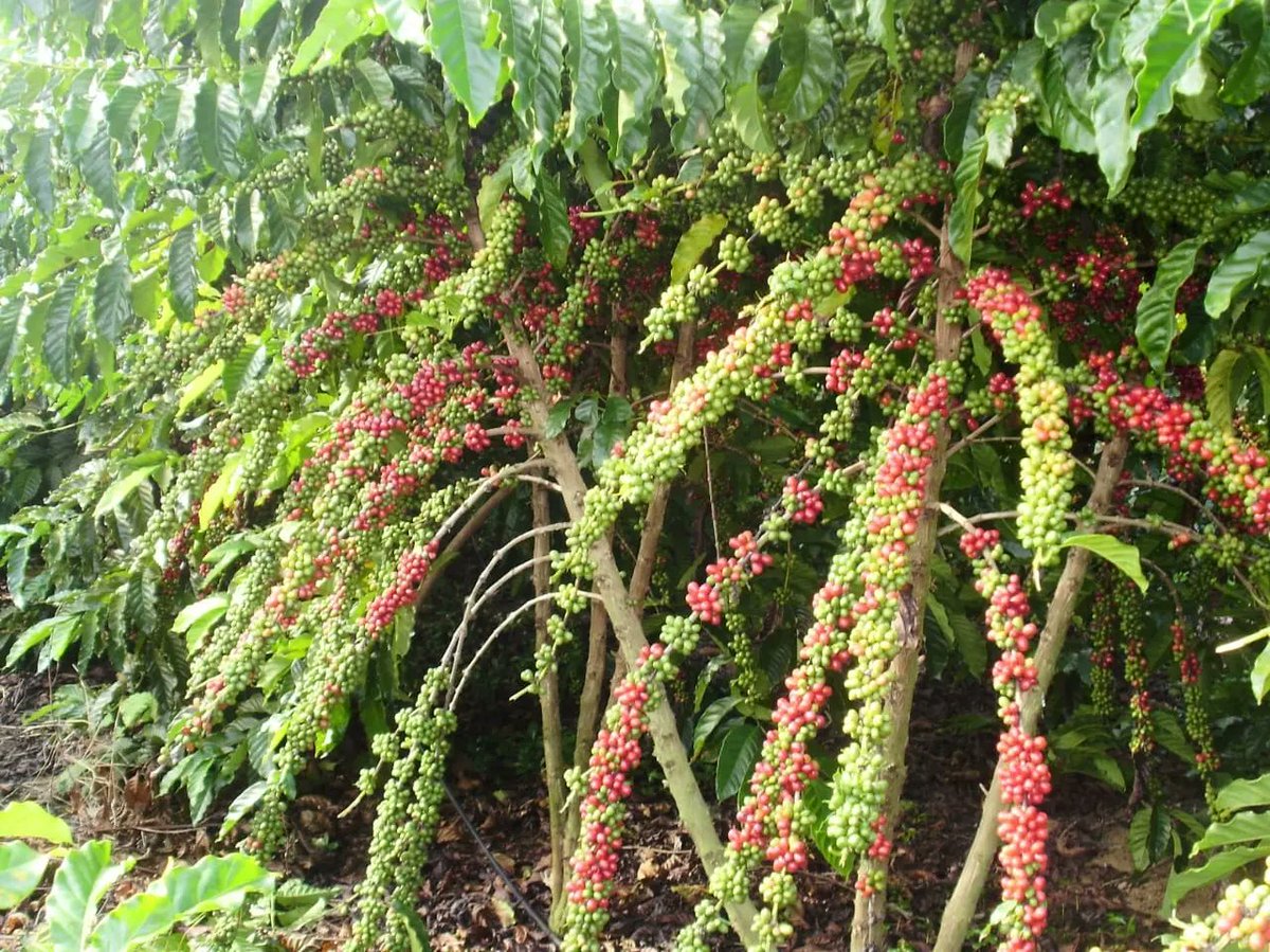 aluizionassi's tweet image. Grupo de empresários do Espírito Santo visita Roraima com intuito de investir no #Café_Roraima.

#AtraçãoDeInvestimentos
#Agro_Roraima 
#Roraima_AMelhorFronteiraAgrícolaDoBRASIL
#Roraima_HemisférioNorte
#GovernodeRoraima