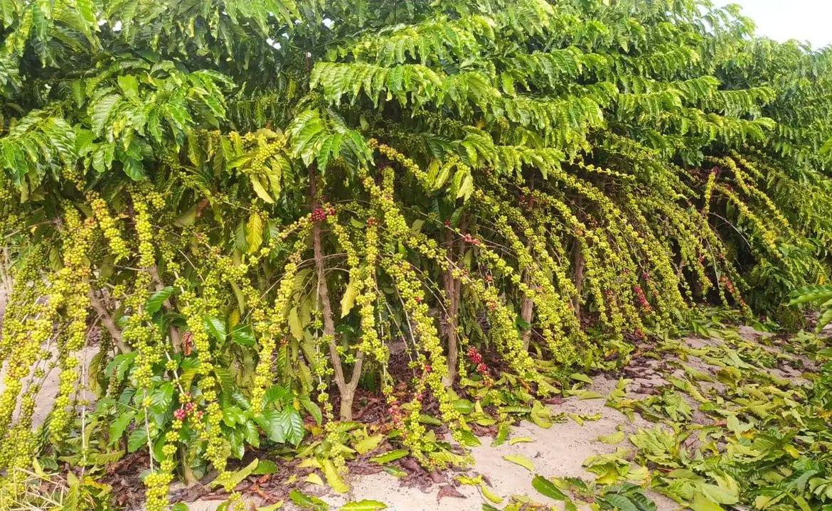 aluizionassi's tweet image. Grupo de empresários do Espírito Santo visita Roraima com intuito de investir no #Café_Roraima.

#AtraçãoDeInvestimentos
#Agro_Roraima 
#Roraima_AMelhorFronteiraAgrícolaDoBRASIL
#Roraima_HemisférioNorte
#GovernodeRoraima