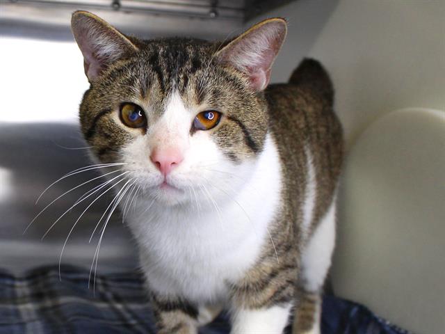 CityofTLH's tweet image. Cinnamon, Soupy and Lettuce are three of the cats currently waiting at @COTAnimals for a fresh forever home! Each is about 2 years old. Learn more about them and how to adopt at bit.ly/40ty1vG #AdoptDontShop