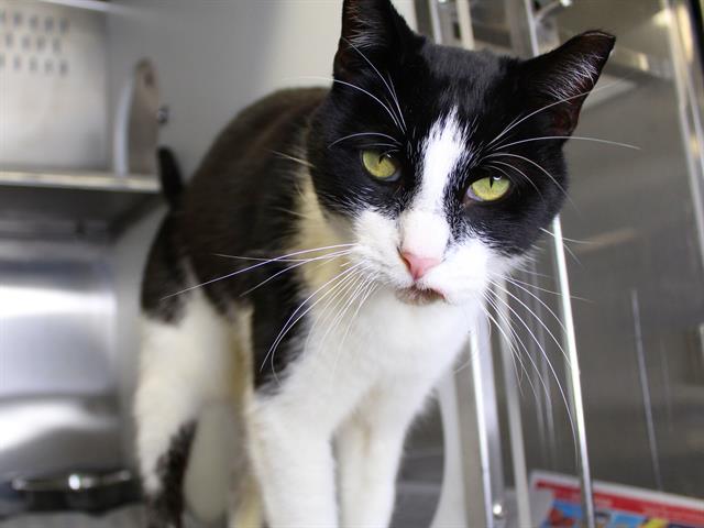 CityofTLH's tweet image. Cinnamon, Soupy and Lettuce are three of the cats currently waiting at @COTAnimals for a fresh forever home! Each is about 2 years old. Learn more about them and how to adopt at bit.ly/40ty1vG #AdoptDontShop