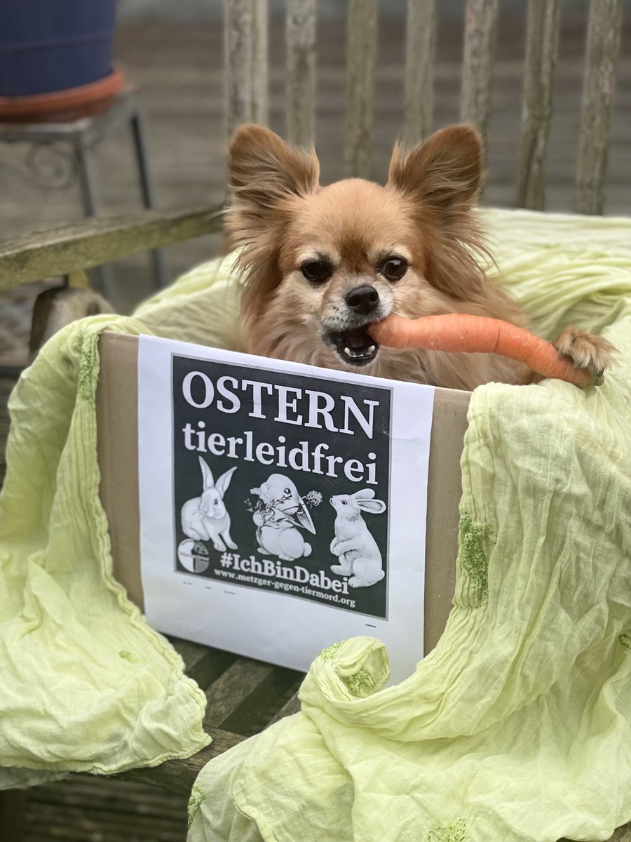 Das was Chi sagt 👇 💚 🙏🏼  
und die Metzger @GegenTiermord 
#GoVegan #Chihuahua  #untileverycageisempty