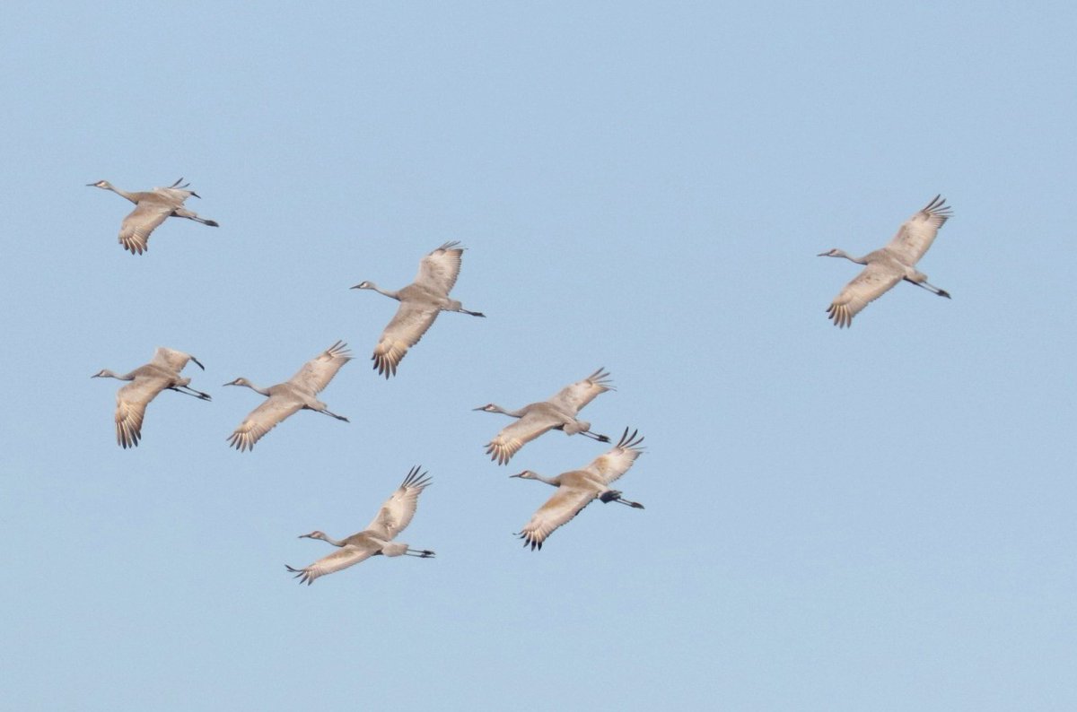 CoachZed123's tweet photo. A magical mystical flock of Sandhill Cranes near Caledon On.  @BirdsCanada_ON @CornellBirds @BirdsCanada https://t.co/EGfYmh495o