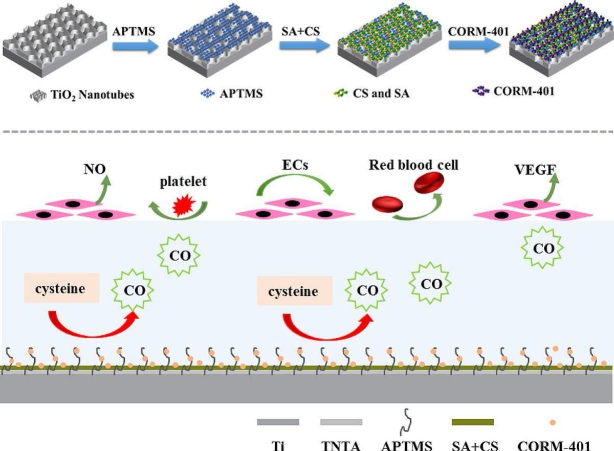 endothelialnews's tweet image. 🥼 Drs. Qiuyang Zhang, Changjiang Pan and co-authors demonstrate that the releasing CO from #TiO2 nanotubes can enhance vascular endothelial growth factor (#VEGF) and nitric oxide expression of endothelial cells 🧫.

📓 Available now in @BiomaterialsAdv
➡️ bit.ly/3TPMVtL