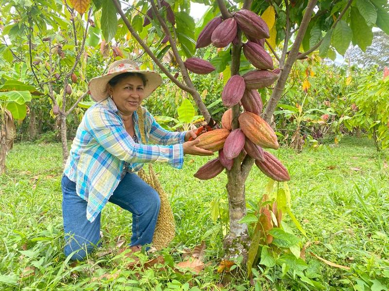 confectionprod's tweet photo. Luker Chocolate highlights a drive supporting women farmers create greater digital transformation within the cocoa sector @Luker_Chocolate #confectioenry #Colombia #farming #digitalisation #agriculture #confectioneryproduction #technology #trends  
read: https://t.co/2ugeuDIEWC https://t.co/lPwdKbU0xZ