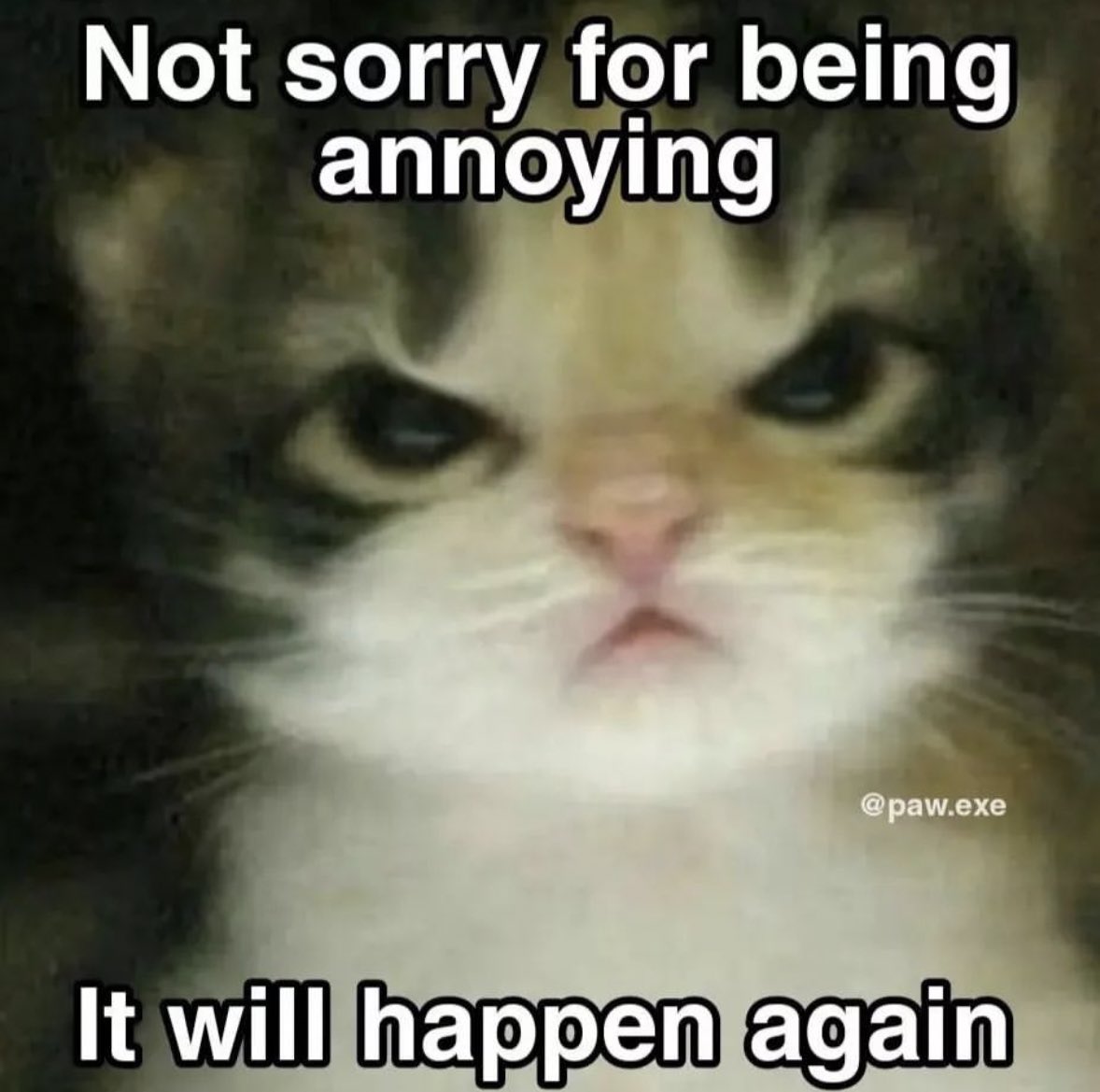 LiterallyMeCats (@literallymecats) on Twitter photo 