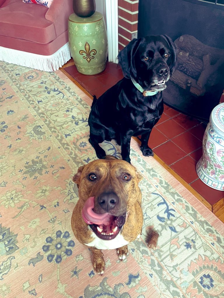 Louie wants a treat. And Lex has his eye on heading outside. 😍 #twitterpups